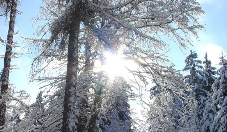 Winter Kirchberg im Wald 