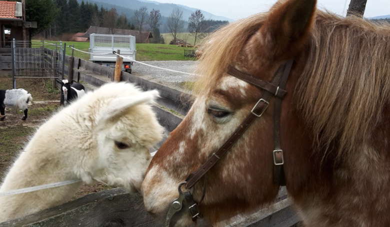 Alpaka mit Pferd Sternhof Bodenmais