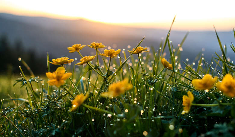 Blumen im Sonnenaufgang in der Arberregion