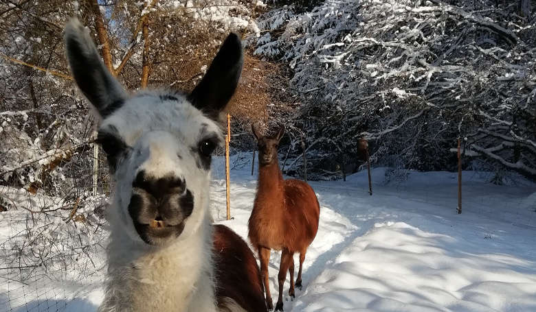 Winterwanderungen mit Lamas und Alpakas.